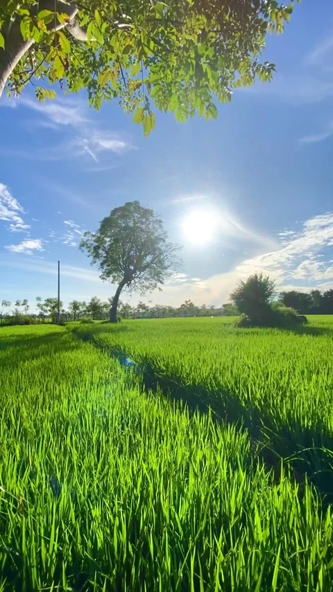 Rice plant Stock Footage 211804942