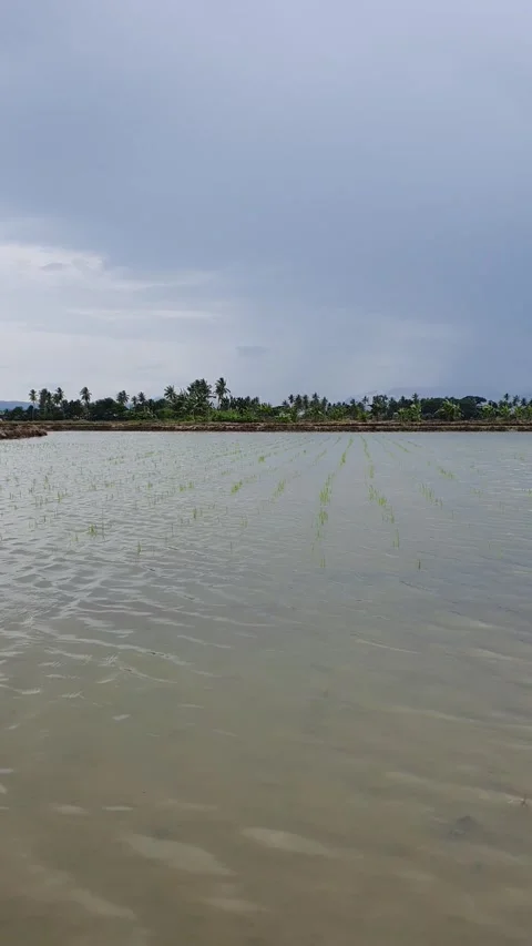 Rice plant Stock Footage 242887386