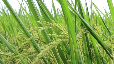 Rice plant Stock Footage 250172319