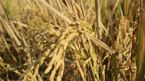 Rice plant Stock Footage 339292652