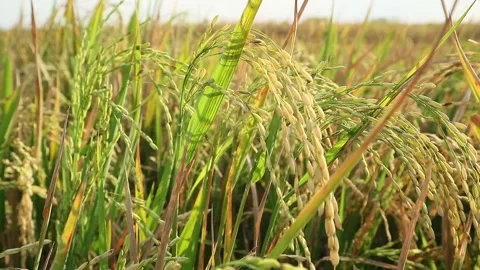 Rice plant Stock Footage 340114430
