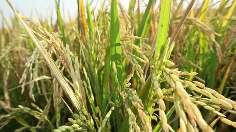 Rice plant Stock Footage 340114433