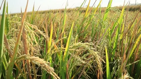 Rice plant Stock Footage 340114434