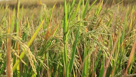Rice plant Stock Footage 340114455