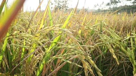 Rice plant Video stock 340114456