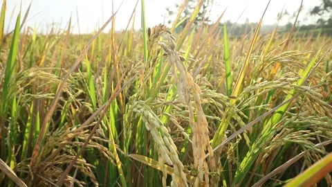Rice plant Stock Footage 340114458