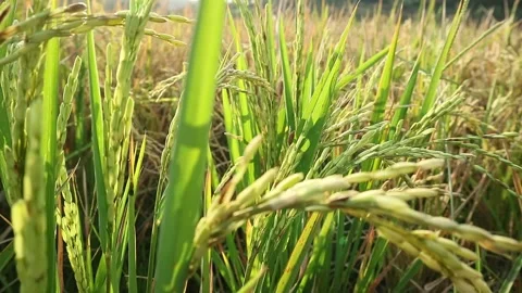 Rice plant Stock Footage 340114466