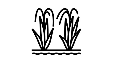 Rice plant line icon animation Stock Footage 224909844