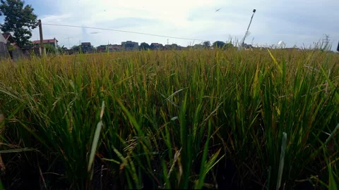 Rice plant low angle perspective view Stock Footage 156746380