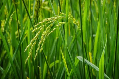 Rice plant Stock Photos