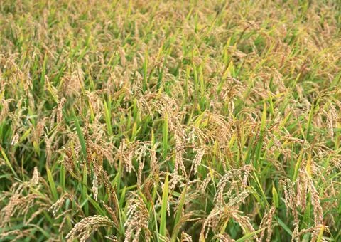 Rice Plant Stock Photos