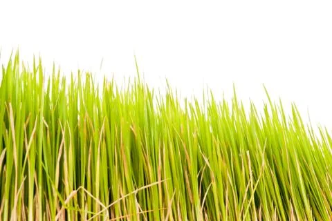 Rice plant . Stock Photos