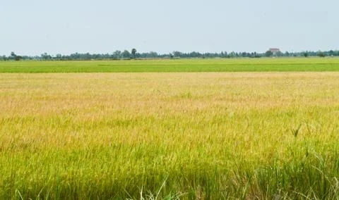 Rice plant . Stock Photos