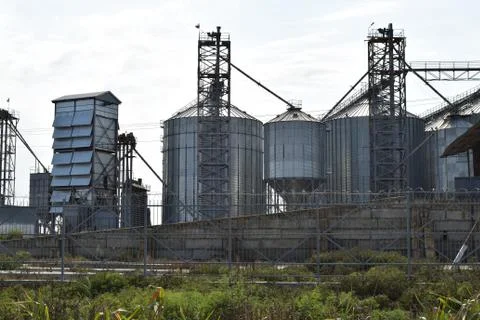 Rice plant Stock Photos