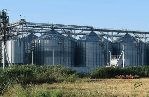The rice plant Stock Photos
