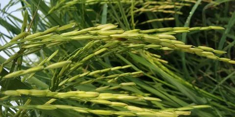 Rice plant Stock Photos