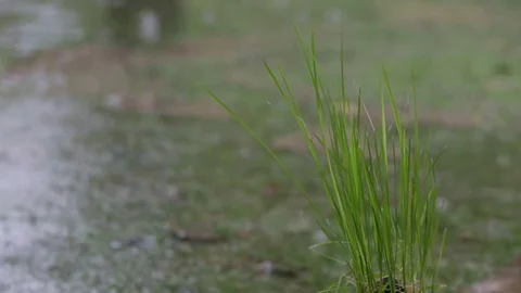 Rice plant with raining drop background Stock Footage 80673578