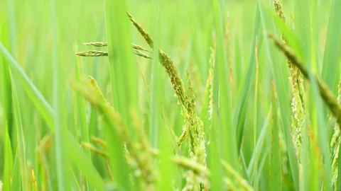 Rice plant with soft ears and fresh green leaves Was blown a little by the wind. Stock Footage 219413394