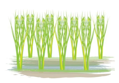 Rice plant vector design Stock Illustration