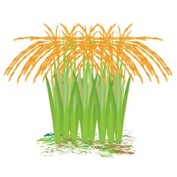 Rice plant vector design Stock Illustration