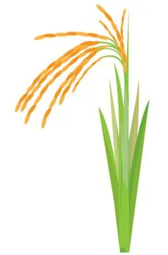 Rice plant vector design Stock Illustration