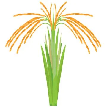 Rice plant vector design Stock Illustration