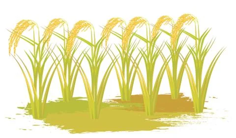 Rice plant vector design Stock Illustration