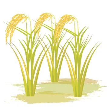 Rice plant vector design Stock Illustration