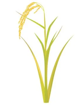 Rice plant vector design Stock Illustration