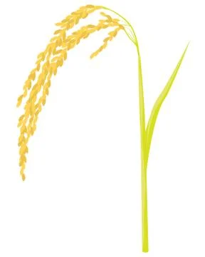Rice plant vector design Stock Illustration