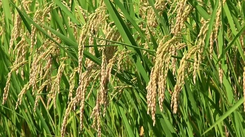 Rice plant waving in the wind Stock Footage 79130897