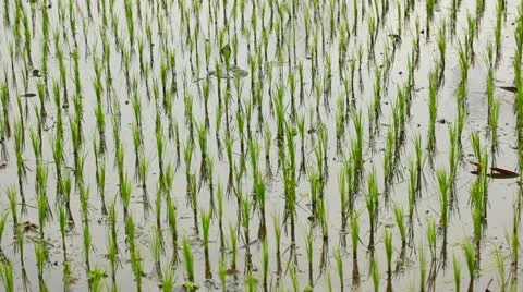 Rice plantation Stock Footage 22141922