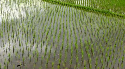 Rice plantation Stock Footage 22142308