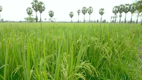 Rice plantation Stock Footage 130768152