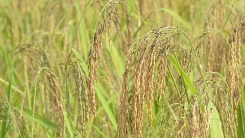 Rice plantation Stock Footage 130768160
