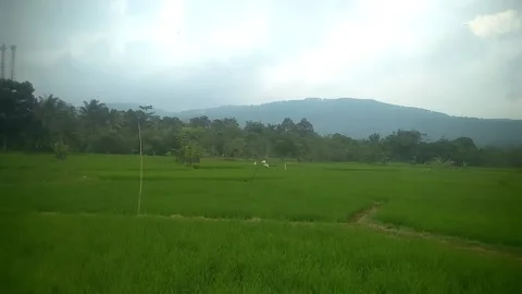 Rice plantation Stock Footage 169492645