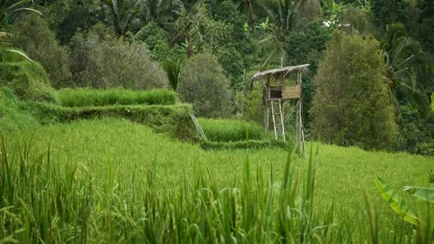 Rice plantation in the mountains 库存影片 277519171