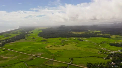 Rice plantations in the Philippines. Stock Footage 233306016