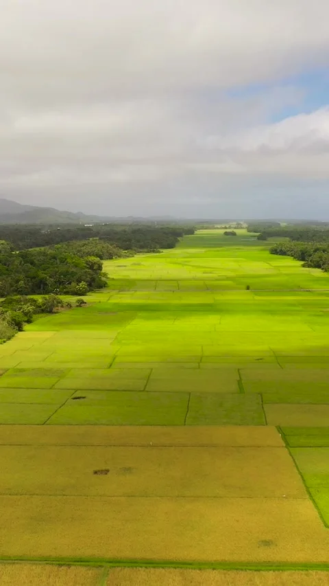 Rice plantations in the Philippines. Stock Footage 252482931