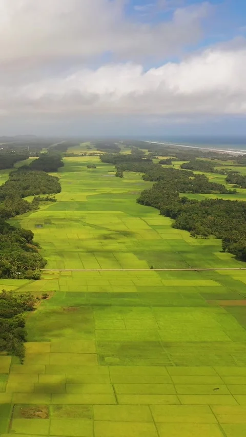 Rice plantations in the Philippines. Stock Footage 327995522