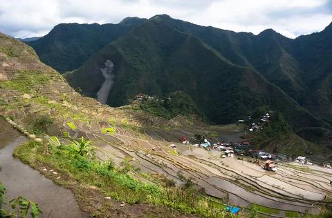 Rice plantations Stock Photos