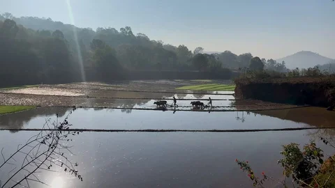 Rice planting in India, oxes pulling Stock Footage 106711187