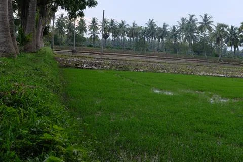 Rice planting initial stage at the fields Stock Photos