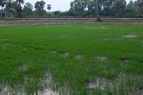 Rice planting initial stage at the fields at season Stock Photos