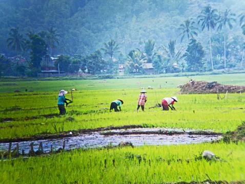 Rice Planting Stock Photos