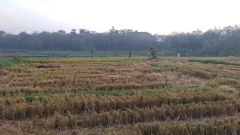 Rice Planting Scenery Stock Footage 341456615