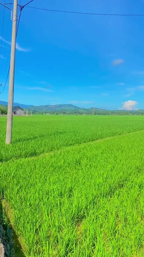 Rice Plants 9 Stock Footage 211804624