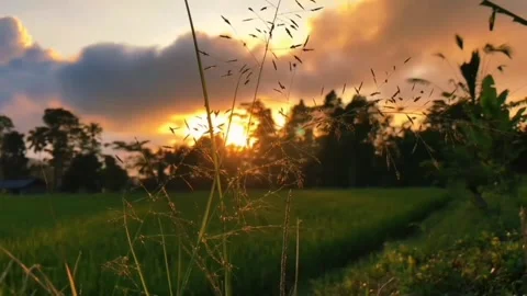 Rice plants in the afternoon Video stock 244979883