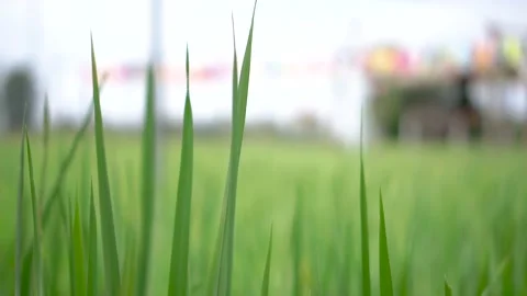 Rice plants and green fields that are refreshing nature Stock Footage 219196718