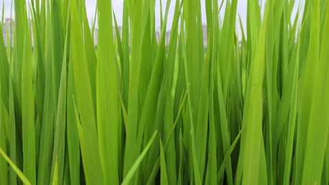 Rice Plants Are Pictured In Summer Stock Footage 232107293